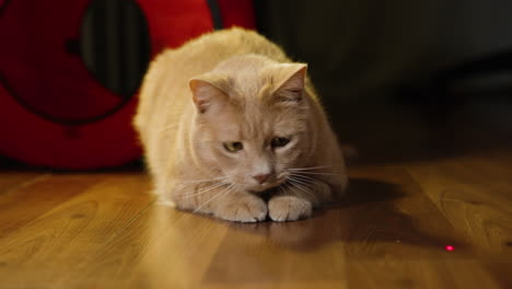 cat prepares to pounce as red laser dot quickly moves across wooden flooring