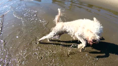 젖은 황금 두들 또는 labradoodle 개가 해변에서 느린 동작으로 물을 털어냅니다.
