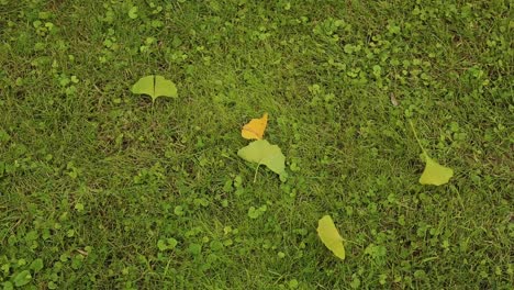 Hojas-De-Ginkgo-Biloba-Cayendo-Al-Suelo-Mostrando