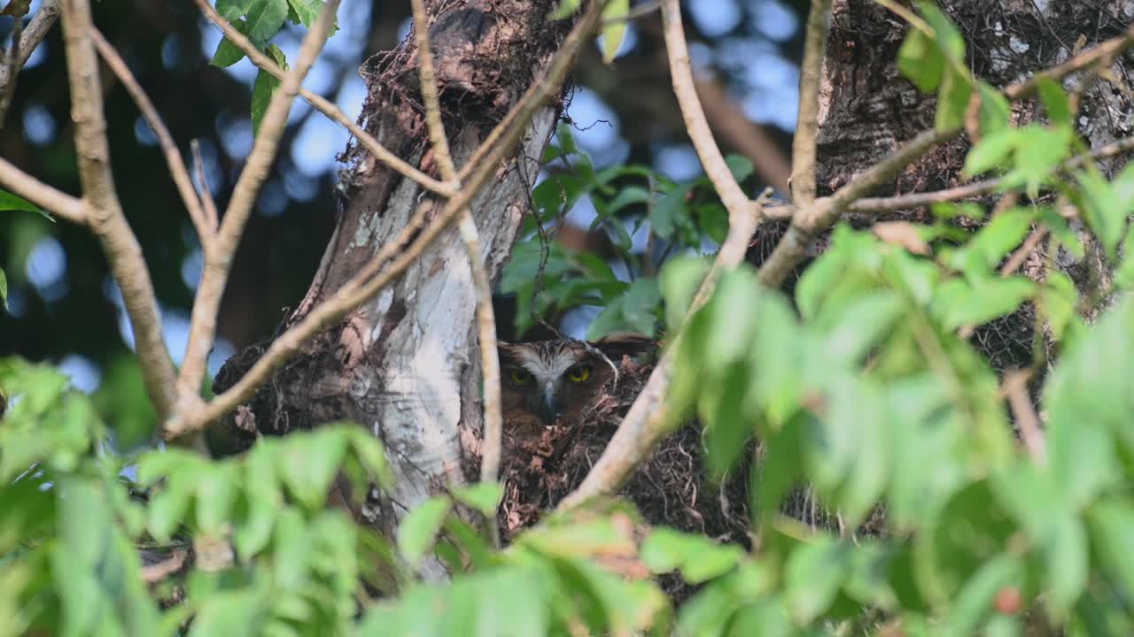 담황색 물고기 올빼미, ketupa ketupu, 4k 영상