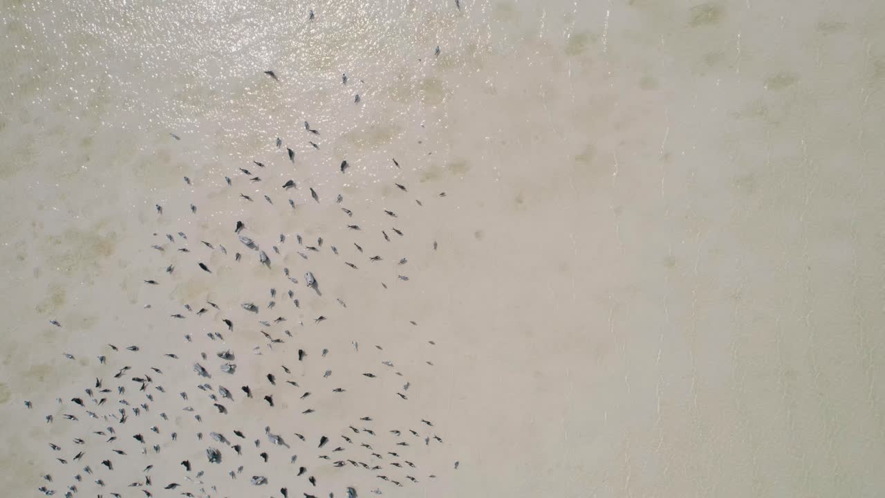 물 표면, holbox, 멕시코에 쉬고 새 무리의 오버 헤드 샷