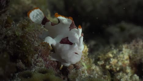 Clown-Frogfish--on-coral-reef-at-night