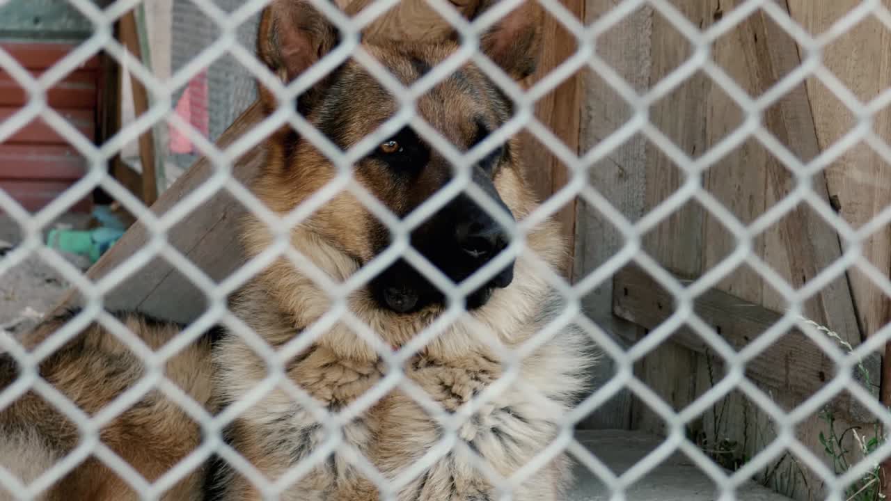 개는 금속 우리에 닫혀 앉아