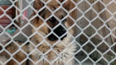 the dog sits closed in a metal cage