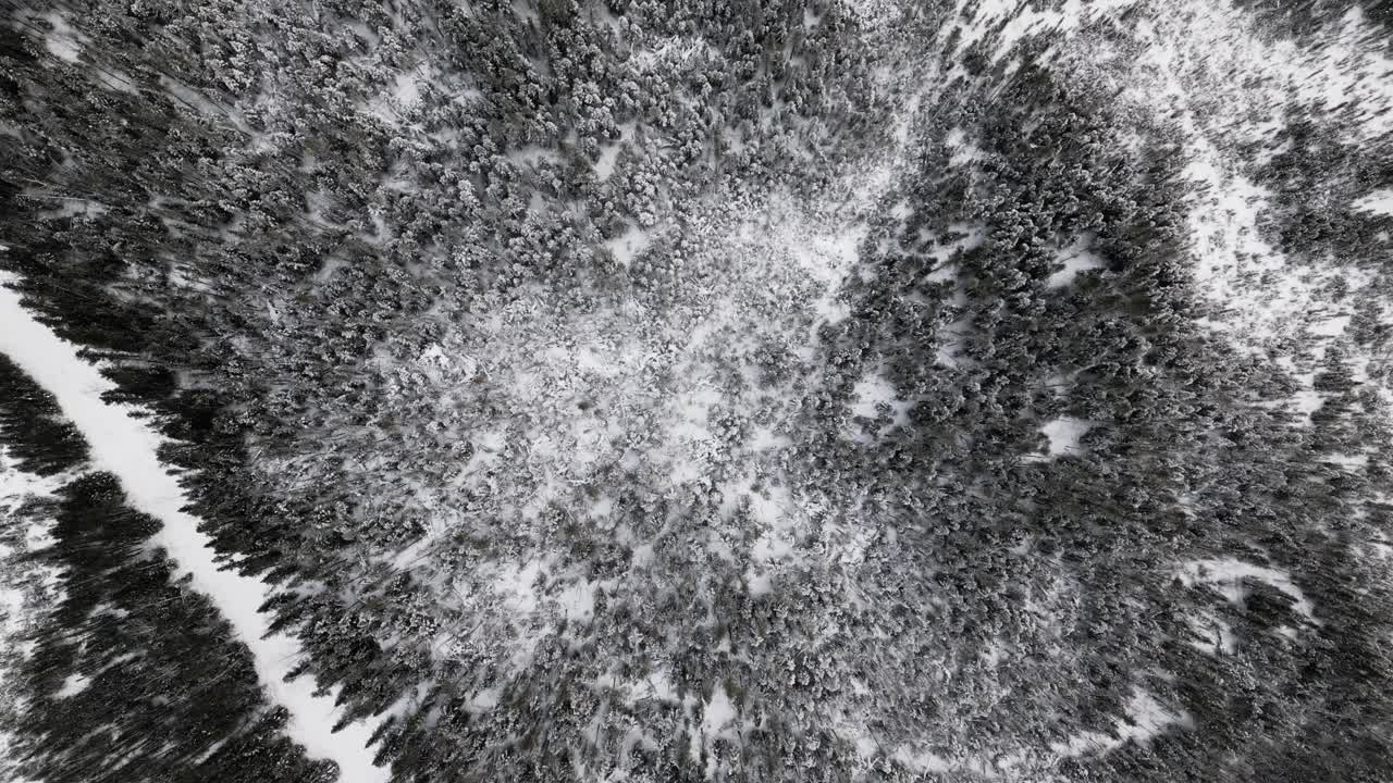 Slow Descending 4K Drone Shot Over Isolated Winter Forest of Snow Covered Evergreen Trees