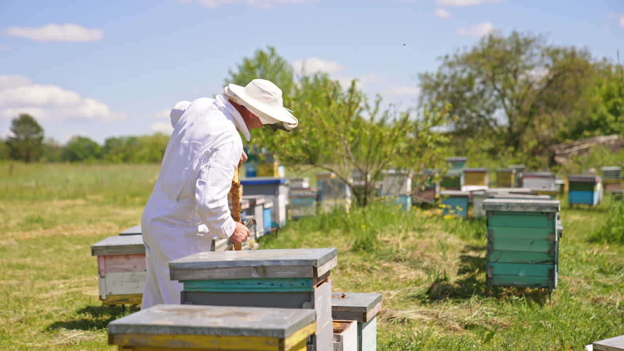 Little bee farm in the green village garden. Male apiarist picking up honey frames from a beehive. Bees flying around.