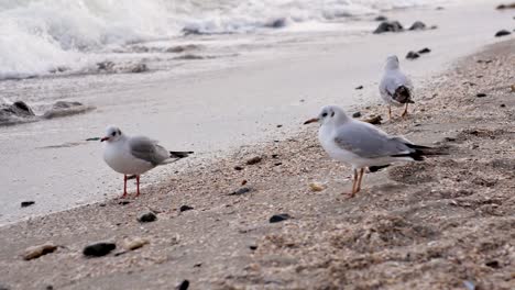 una bandada de gaviotas comiendo y caminando por la playa
