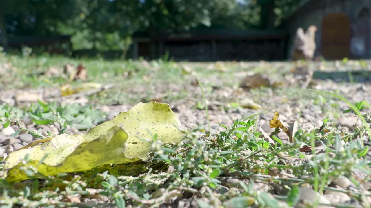 Ground level view of ducks on grass