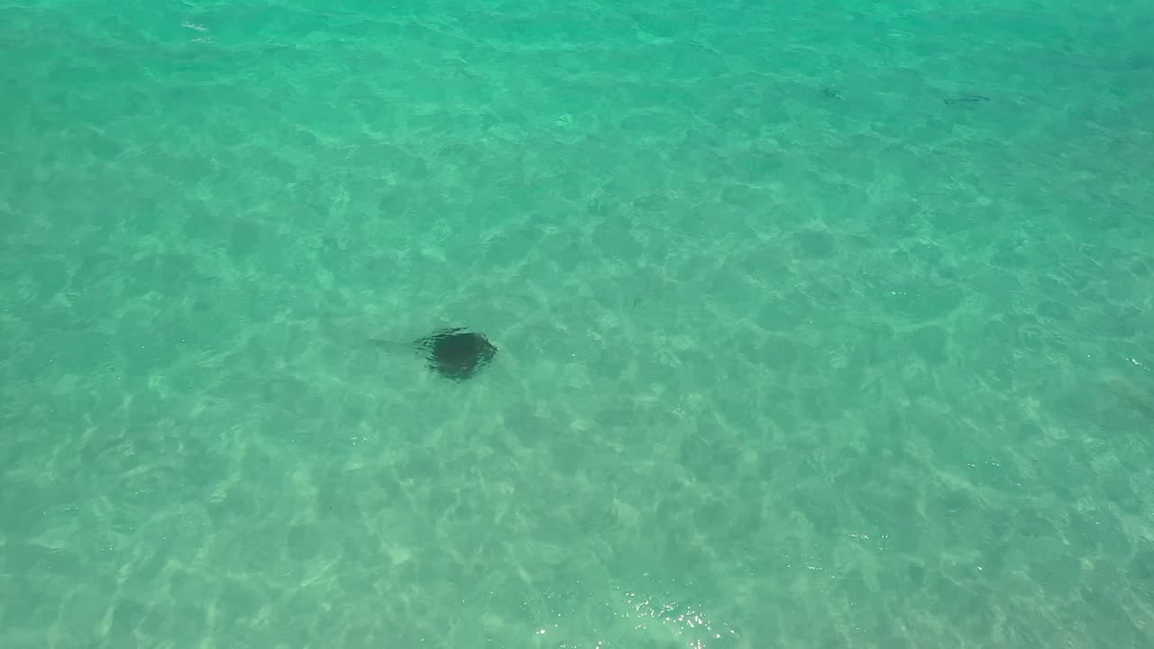 manta raya nadando bajo el mar azul claro en carnarvon, australia occidental - tiro de ángulo alto