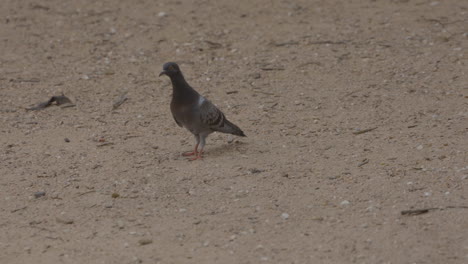 Pigeons-running-around-on-dirt-in-park