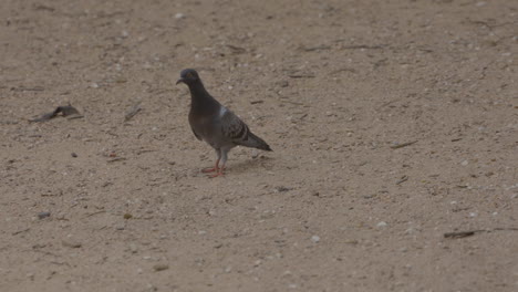 pigeons running around on dirt in park