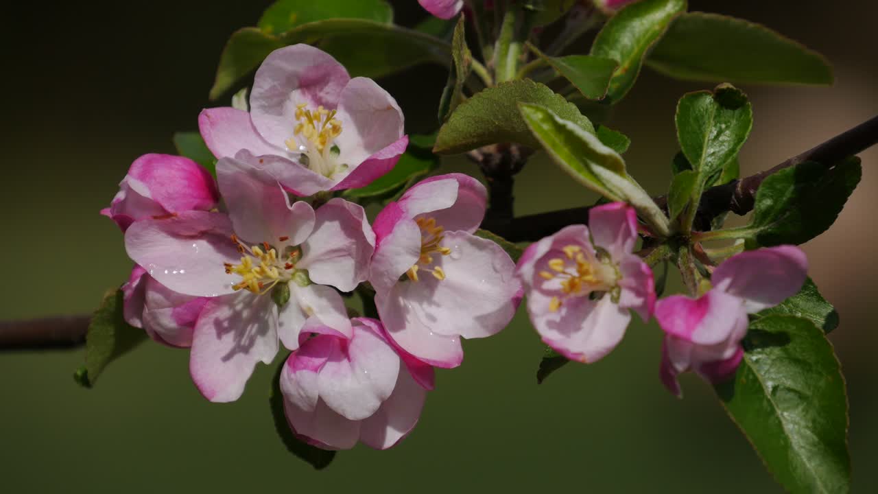 Flowering apple tree