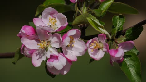 Flowering-apple-tree