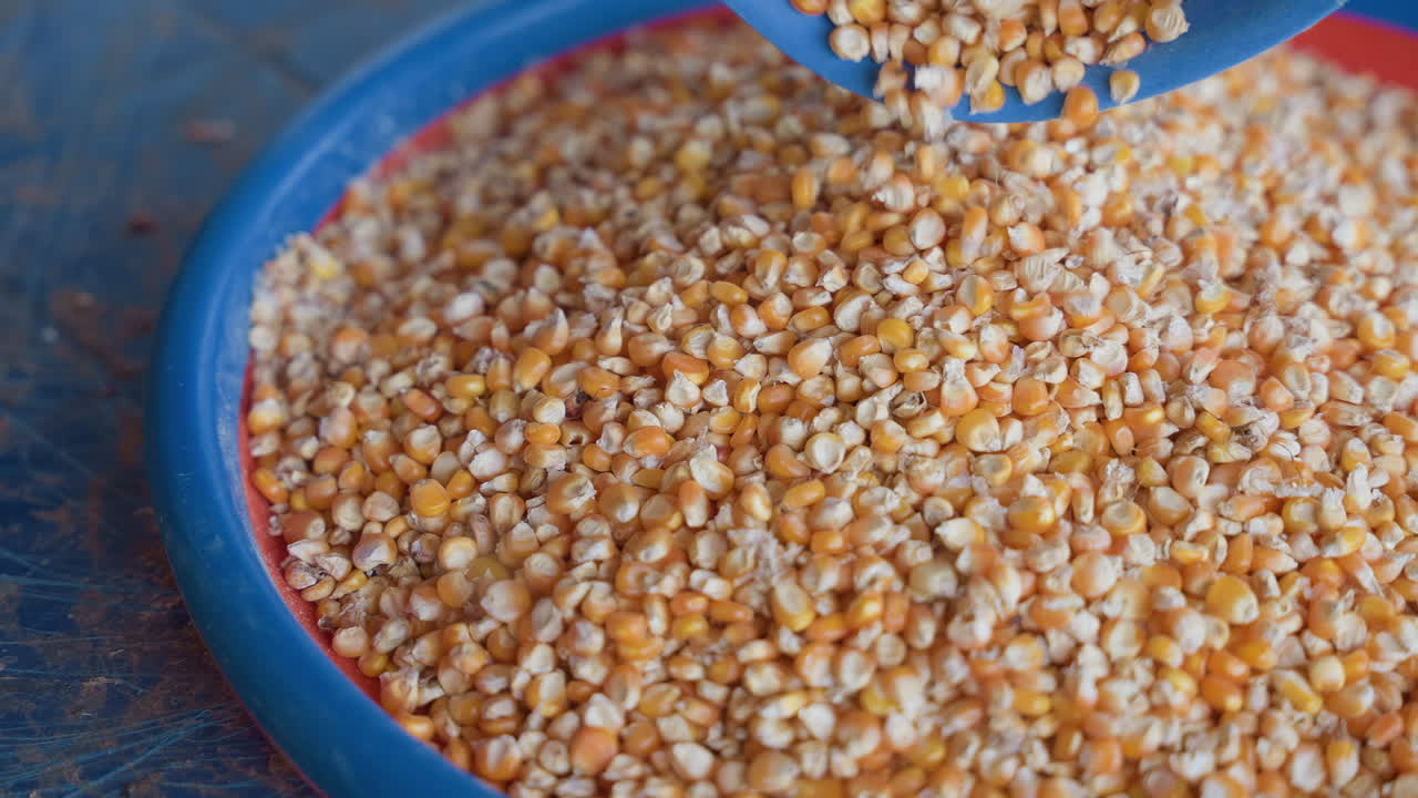 Preparazione di chicchi di mais giallo per la cottura. Scena domestica con mais e paletta in un ambiente rustico. Vista ravvicinata di chicchi di mais versati in un contenitore in una cucina di campagna.