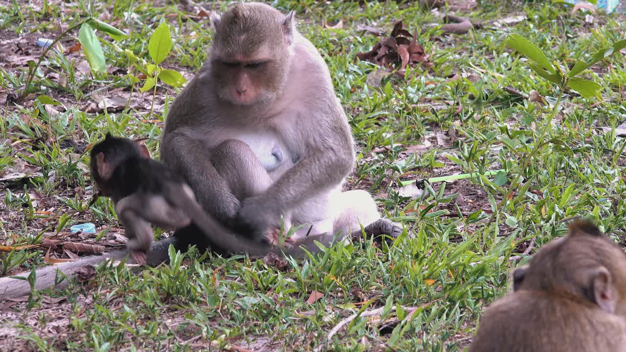 mono macaco sosteniendo la pierna del bebé