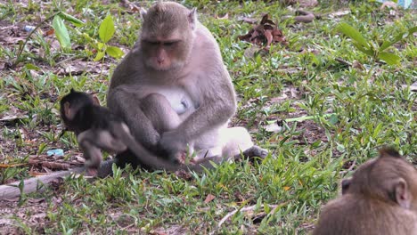 mono macaco sosteniendo la pierna del bebé