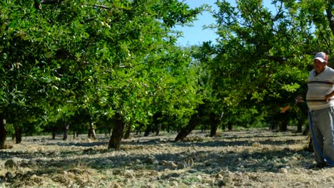 spraying apple trees