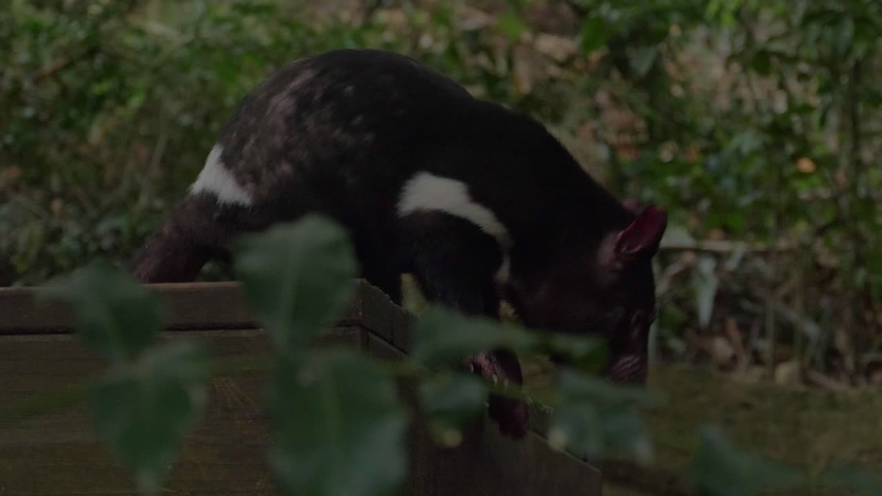 demonio de tasmania actuando inquieto en el suelo