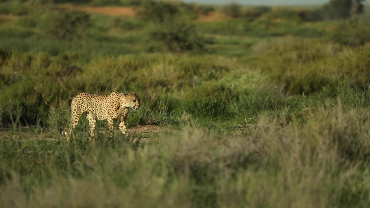 toma panorámica de un guepardo adulto caminando por la pradera del parque transfronterizo kgalagadi bajo una luz dorada