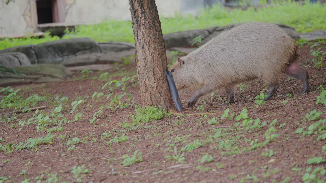 Capybara walking gracefully across landscape