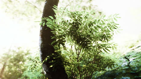 Brumosa-Mañana-De-Primavera-En-Los-Frondosos-Bosques-Resaltados-Por-Los-Rayos-Del-Sol