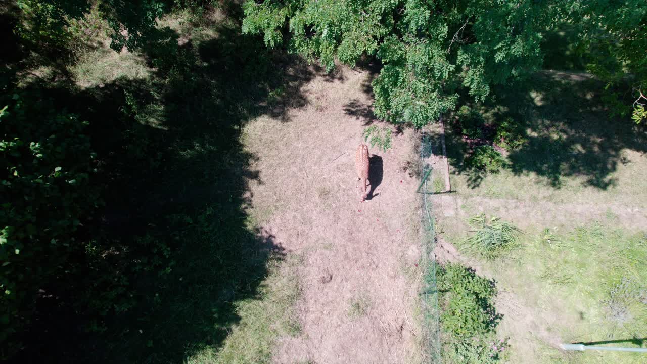 venado un poco de fruta del suelo junto a una valla y huyendo, top shot