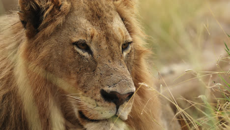 close-up portrait of a dangerous lion of sabi sands game reserve in south africa.