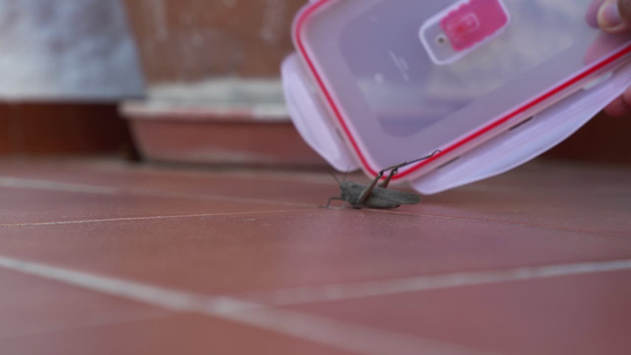 langosta grande saltando en tiro tratando de no ser atrapado