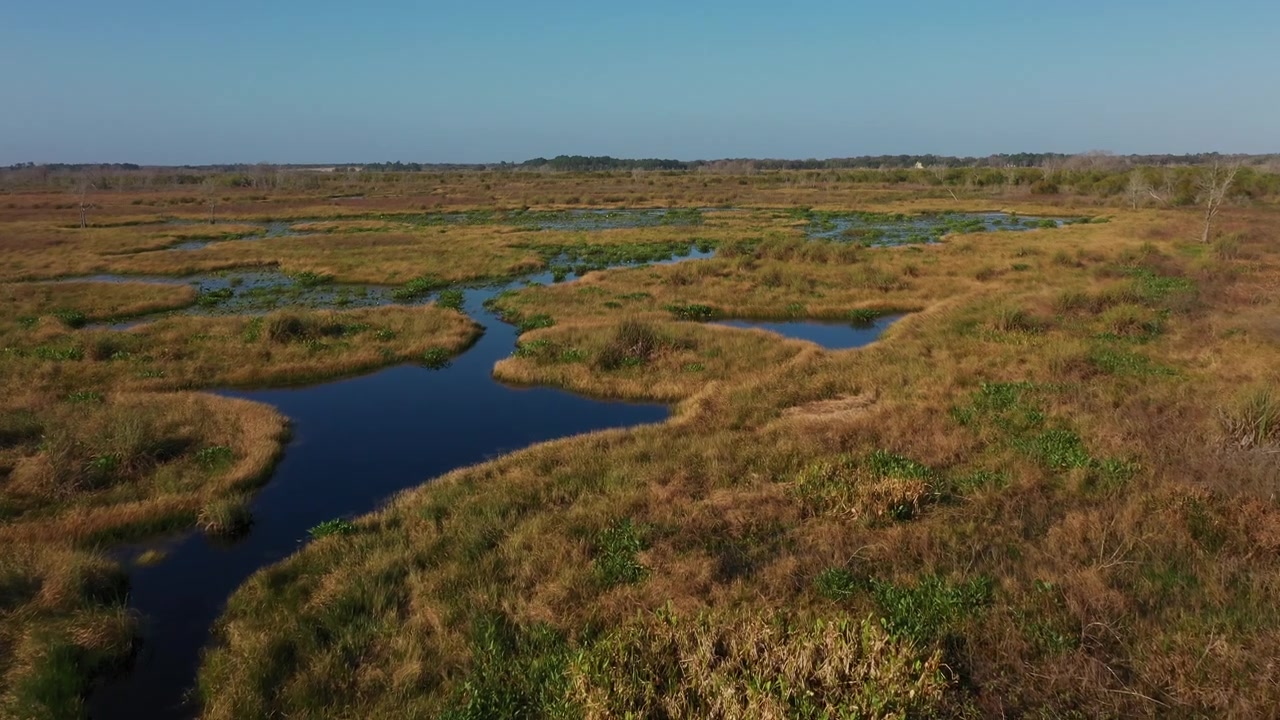 Ripresa con drone del tortuoso fiume Palatlakaha che scorre attraverso una palude dorata a Clermont, Florida, incorniciato da fitte erbe palustri e vegetazione sparsa