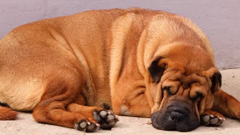 perro shar pei de boca de carne durmiendo en el suelo