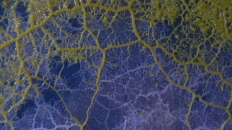 several growth waves of the slime mold physarum polycephalum grow in time-lapse