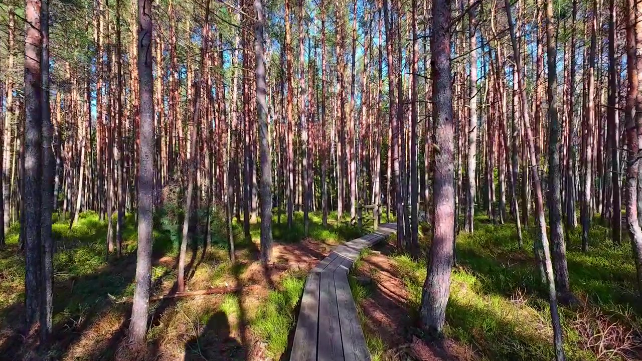 Un sendero de madera serpentea entre altos pinos y musgo verde bajo un cielo azul brillante en el Parque Nacional Ķemeri de Letonia, mostrando una belleza natural tranquila
