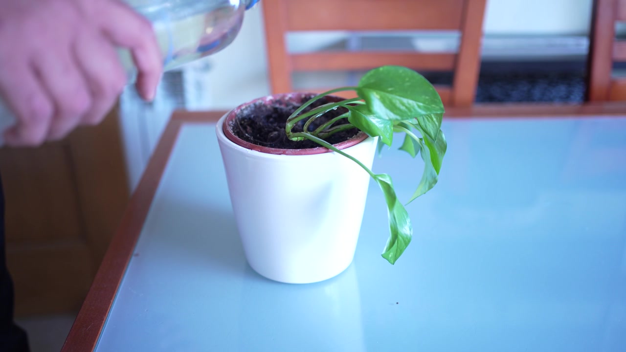Innaffiare correttamente una pianta in vaso è essenziale per la sua salute generale e una crescita vigorosa.