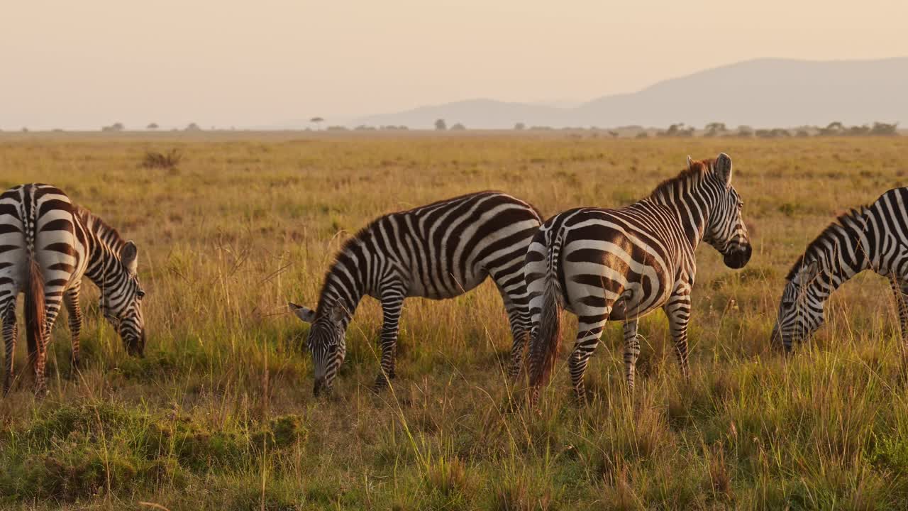Slowmotion af zebrastamme der græsser på savannen, Afrika. Dyr på vildtsafari i Masai Mara i Kenya, smukt solnedgangslys i den gyldne time, steadicam følgeskud.