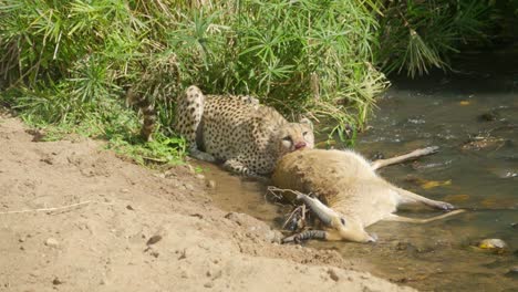 a cheetah feeds on its kill along a green riverbank, enjoying its meal under the bright sunlight