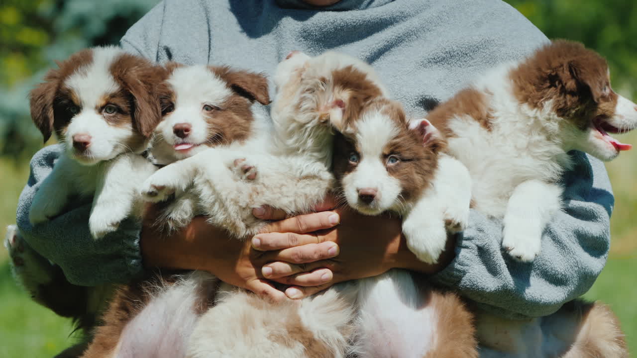 un hombre sostiene cinco cachorros divertidos en sus brazos