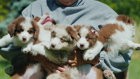 a man holds five funny puppies in his arms