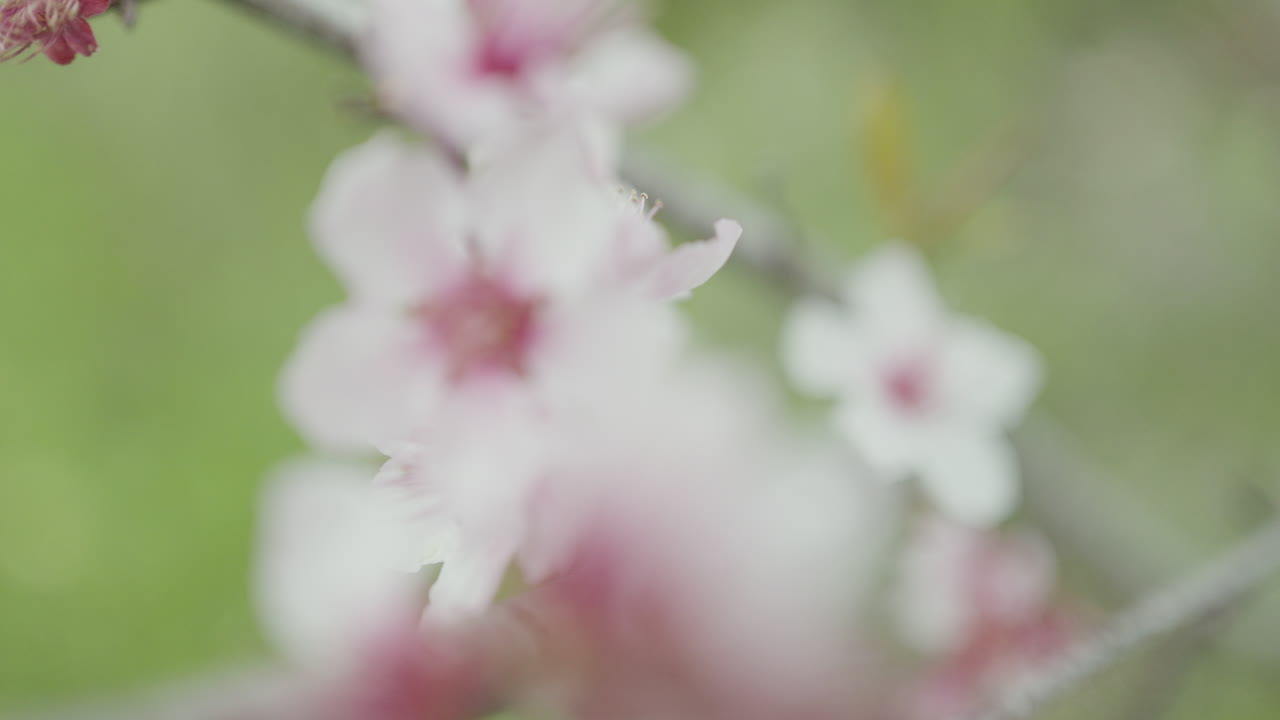 primer plano de las flores de almendra en flor