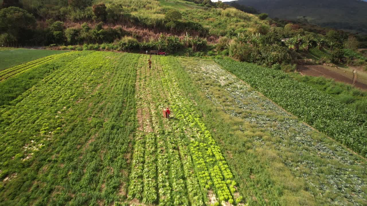 Vibrant green agricultural field with workers tending to crops under sunlight