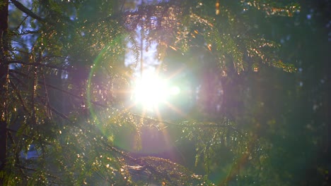 Slow-Slide-right-of-Forest-Sunset-though-close-up-of-conifer-tree-branches-in-Ruovesi-Finland