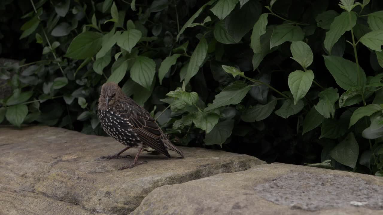 estornino joven forrajeando en un muro de jardín plano medio
