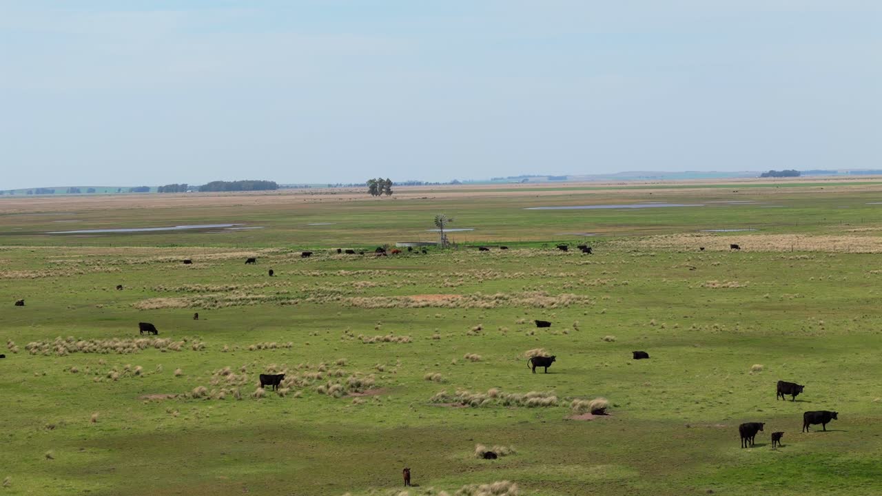 Aerial shot of cows relaxing in vibrant green grass, by a windmill.