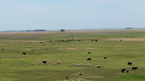 aerial shot of cows relaxing in vibrant green grass, by a windmill.