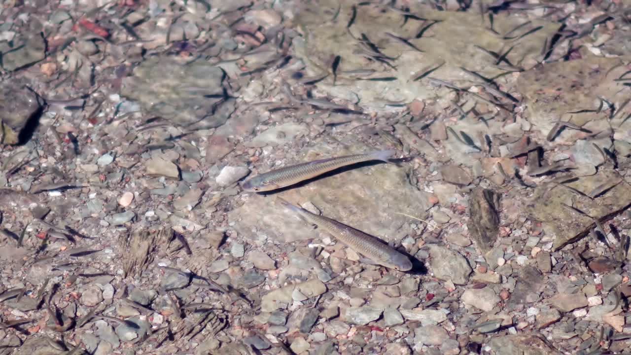 강, 호수의 은 물에서 무리처럼 서식하는 물고기 무리