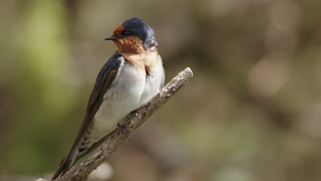 welcome swallow looking around its habitat with blurred background