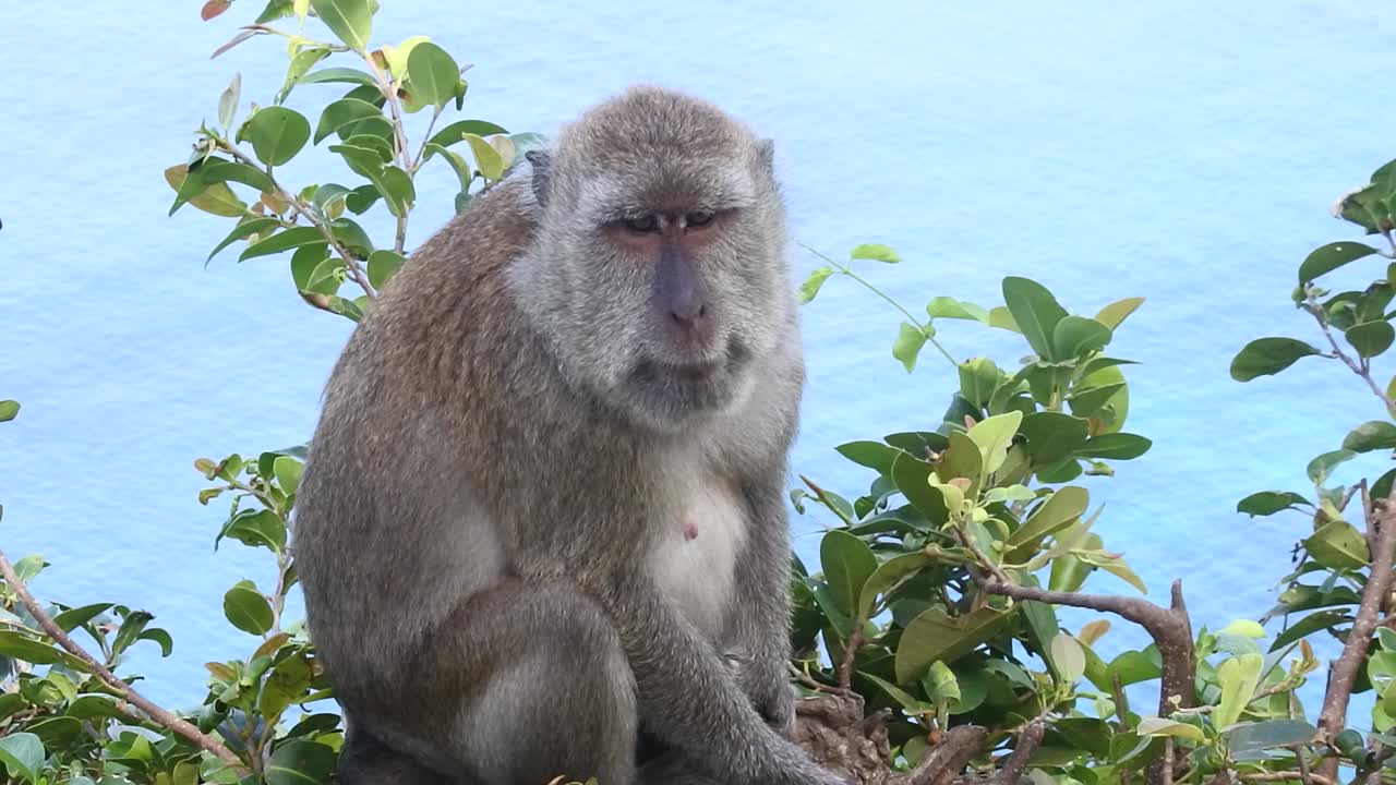 un mono se sienta relajado en el árbol frente a la playa de kelingking, nusa penida, bali