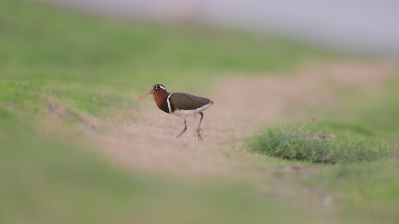 Female painted snipe runs in slow motion near a wetland, standing on vibrant green grass in the morning