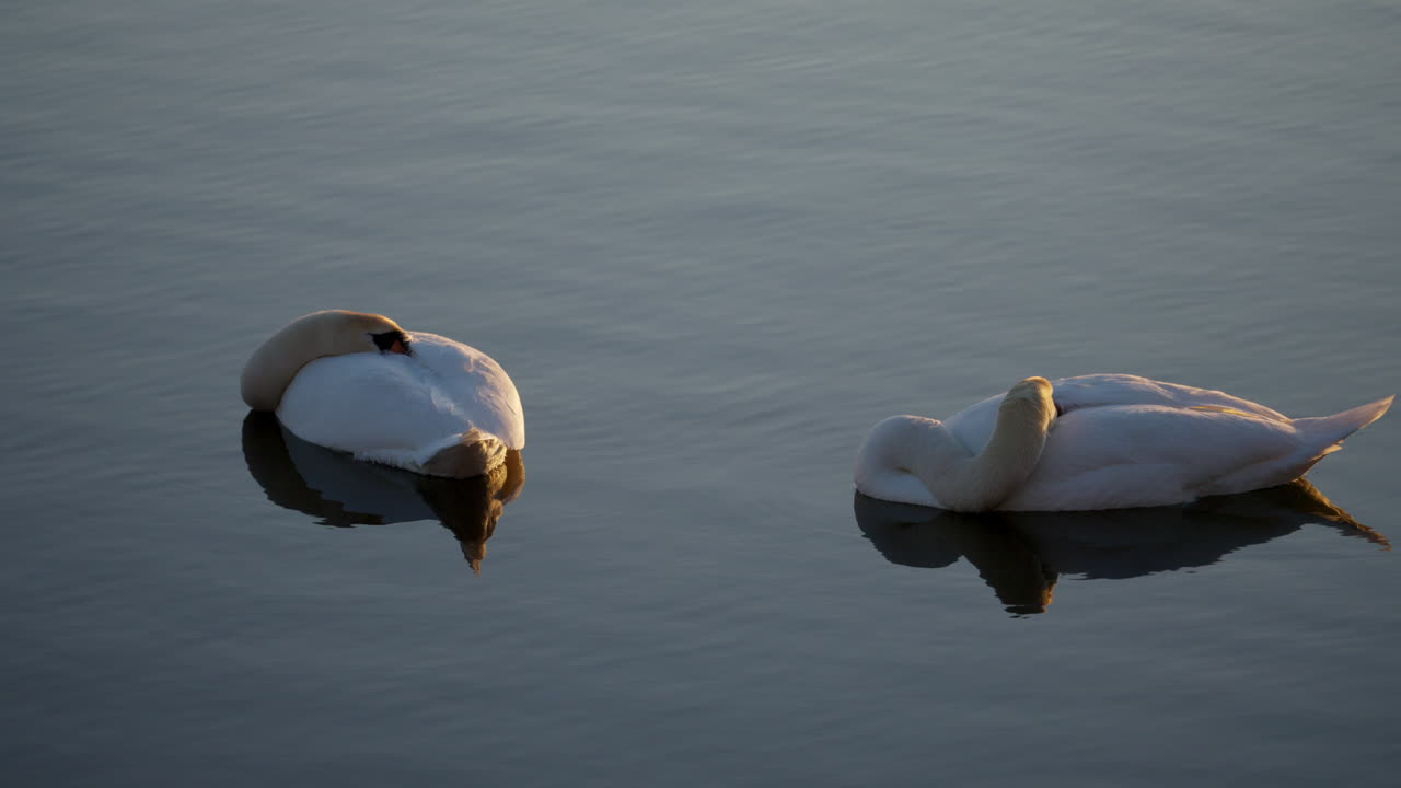 funny shot of sleeping swans with heads tucked into bodys