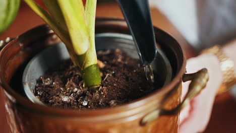 regando una planta de interior en una olla de cobre