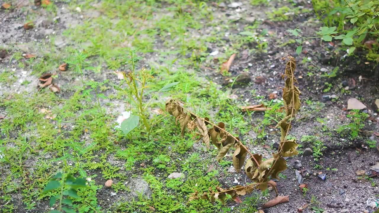 초록 잔디 사이 의 건조 한 식물 들